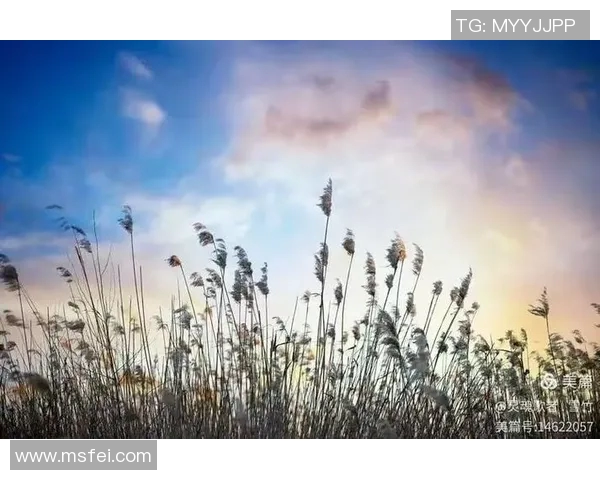 王岚的音乐旅程与人生哲学探讨：从歌声中寻找灵魂的共鸣与成长